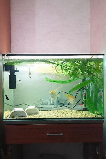 Продам аквариум на 50 литров со всем содержимым: Растения, фильтр at lalafo.kg Продам аквариум на 50 литров со всем содержимым: Растения, фильтр