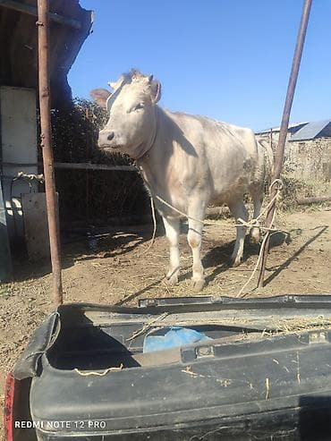 Продаю | Бык (самец) | Полукровка | На откорм | Привязанные at lalafo.kg Продаю | Бык (самец) | Полукровка | На откорм | Привязанные