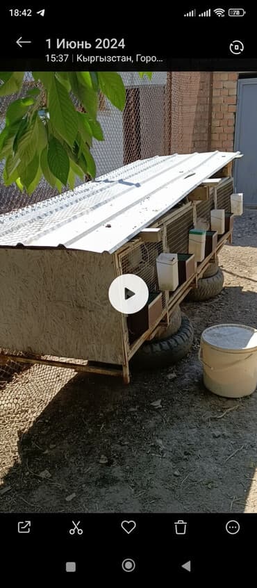 Продаю | Крольчата | Декоративная | Для разведения | Племенные at lalafo.kg Продаю | Крольчата | Декоративная | Для разведения | Племенные