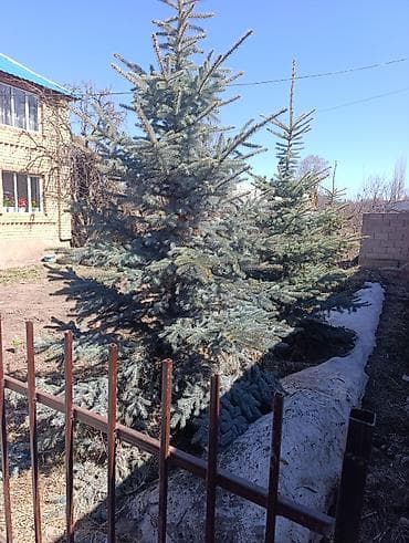 Ель голубая (Picea pungens, Blue Spruce) для озеленения участка. - at lalafo.kg Ель голубая (Picea pungens, Blue Spruce) для озеленения участка. -
