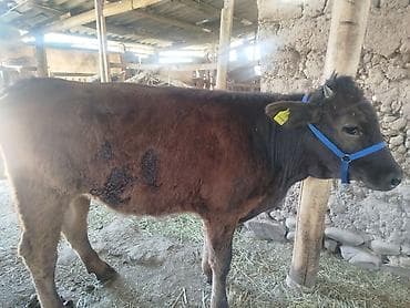 Продаю | Бык (самец) | На откорм | Привязанные at lalafo.kg Продаю | Бык (самец) | На откорм | Привязанные