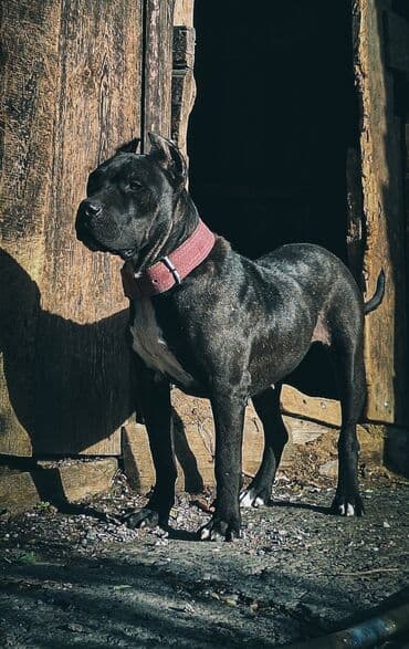 Питбуль, 2 года, Самка, С прививкой at lalafo.kg Питбуль, 2 года, Самка, С прививкой