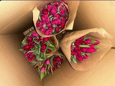 Тюльпаны оптом свежие! Количество ограничено. Доставка и самовывоз at lalafo.kg Тюльпаны оптом свежие! Количество ограничено. Доставка и самовывоз