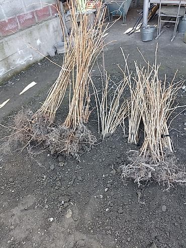 Продаются в Оше саженцы малины а так-же есть саженцы персиков( at lalafo.kg Продаются в Оше саженцы малины а так-же есть саженцы персиков(