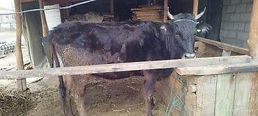 Продаю | Корова (самка) | На откорм | Привязанные at lalafo.kg Продаю | Корова (самка) | На откорм | Привязанные