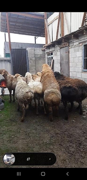 Продаю | Овца (самка) | Для разведения | Матка at lalafo.kg Продаю | Овца (самка) | Для разведения | Матка