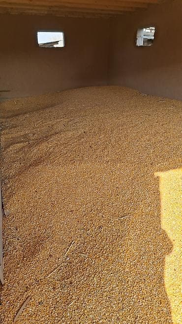 Кукуруза зерно, желтая, сухая, насыпью. - Назначение: корм для КРС at lalafo.kg Кукуруза зерно, желтая, сухая, насыпью. - Назначение: корм для КРС