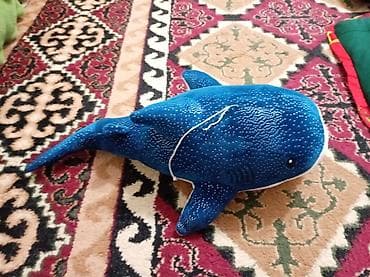 Продаю маленькую акулу at lalafo.kg Продаю маленькую акулу