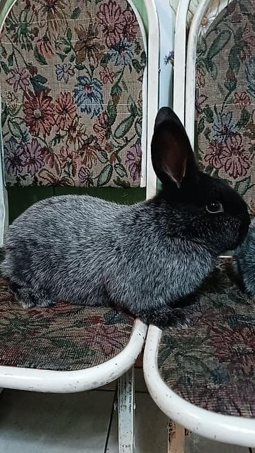 Продаю | Крольчата | Для разведения | Племенные at lalafo.kg Продаю | Крольчата | Для разведения | Племенные