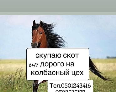 Колбасный цех : Другие с/х животные, | Круглосуточно at lalafo.kg Колбасный цех : Другие с/х животные, | Круглосуточно