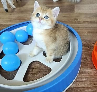Шотландские мальчики от породных родителей. Разных возрастов и at lalafo.kg Шотландские мальчики от породных родителей. Разных возрастов и