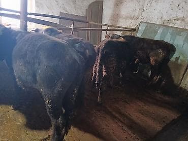 Продаю | Бык (самец) | Швицкая | Для разведения, Для молока, На откорм at lalafo.kg Продаю | Бык (самец) | Швицкая | Для разведения, Для молока, На откорм