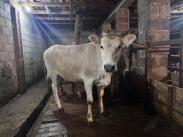 Продаю | Тёлка | Для разведения | Привязанные at lalafo.kg Продаю | Тёлка | Для разведения | Привязанные