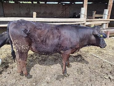 Продаю | Бык (самец) | На откорм at lalafo.kg Продаю | Бык (самец) | На откорм