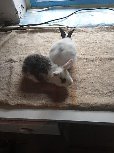 Продаю крольчат 1 месяц,6 штук at lalafo.kg — 4 Продаю крольчат 1 месяц,6 штук — 4