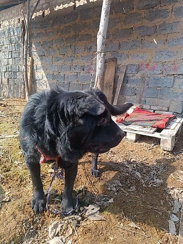 Щенок крупной породы, лабрадор смешиний ратривер, длинношерстный at lalafo.kg Щенок крупной породы, лабрадор смешиний ратривер, длинношерстный