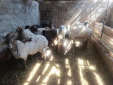 Продаю | Овца (самка) | Полукровка | На забой | Ярка at lalafo.kg Продаю | Овца (самка) | Полукровка | На забой | Ярка