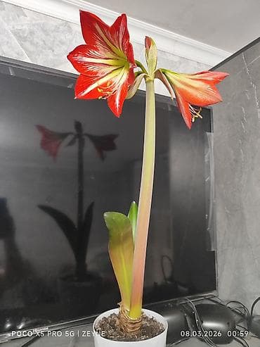 Антуриумдар: КОК ЖАР . Гиппеаструм (амариллис) в горшке — крупноцветковый сорт с lalafo.kg да — 1 Антуриумдар: КОК ЖАР . Гиппеаструм (амариллис) в горшке — крупноцветковый сорт с — 1