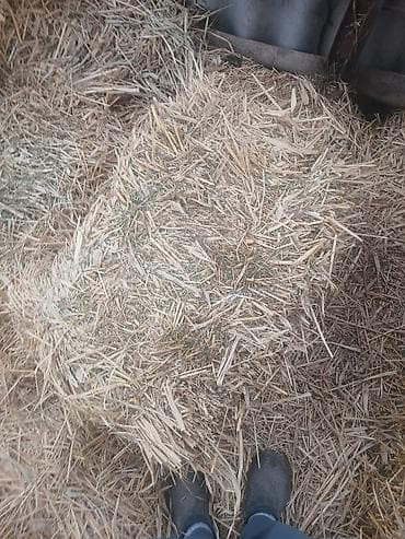 Солома в тюках - Натуральная пшеничная/ячменная солома, прессованная at lalafo.kg Солома в тюках - Натуральная пшеничная/ячменная солома, прессованная