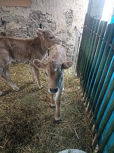 Продаю | Музоо, торпок | Для молока | Искусственник at lalafo.kg Продаю | Музоо, торпок | Для молока | Искусственник