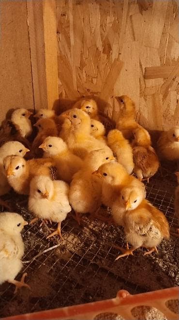 Продаю | Цыплята | Для разведения at lalafo.kg Продаю | Цыплята | Для разведения