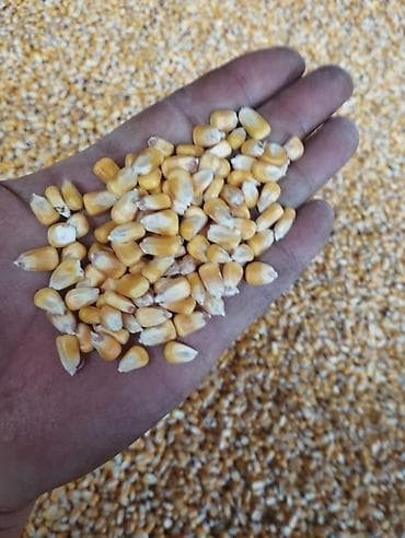 Продаётся кукуруза зерновая гибрида Pioneer 🌽 100тонна самовывоз at lalafo.kg Продаётся кукуруза зерновая гибрида Pioneer 🌽 100тонна самовывоз