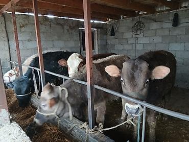 Продаю | Бык (самец) | Швицкая | На откорм | Привязанные at lalafo.kg Продаю | Бык (самец) | Швицкая | На откорм | Привязанные