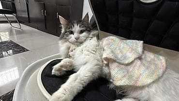 Кошка даром: Беспородная, 1 год, Девочка, Кастрирована, Проглистована at lalafo.kg Кошка даром: Беспородная, 1 год, Девочка, Кастрирована, Проглистована