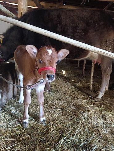 Продаю | Корова (самка) | Для молока | После отела at lalafo.kg Продаю | Корова (самка) | Для молока | После отела