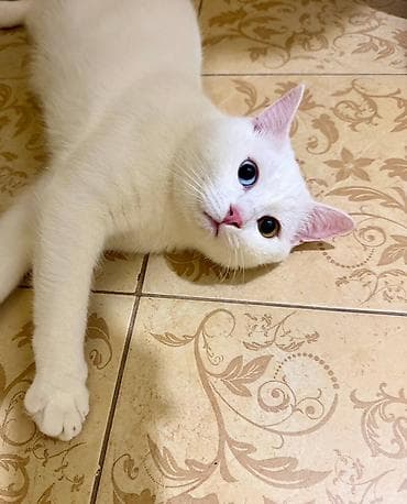 Белый домашний кот, редкая особенность — гетерохромия (один глаз at lalafo.kg Белый домашний кот, редкая особенность — гетерохромия (один глаз