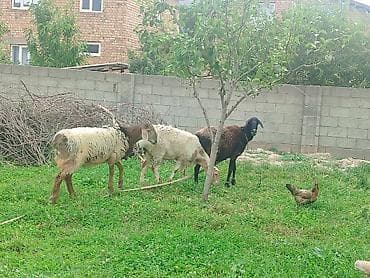 Продаю | Овца (самка) at lalafo.kg Продаю | Овца (самка)