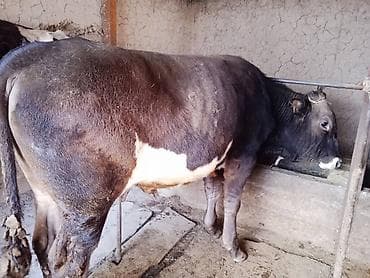 Продаю | Бык (самец) | На откорм | Привязанные at lalafo.kg Продаю | Бык (самец) | На откорм | Привязанные