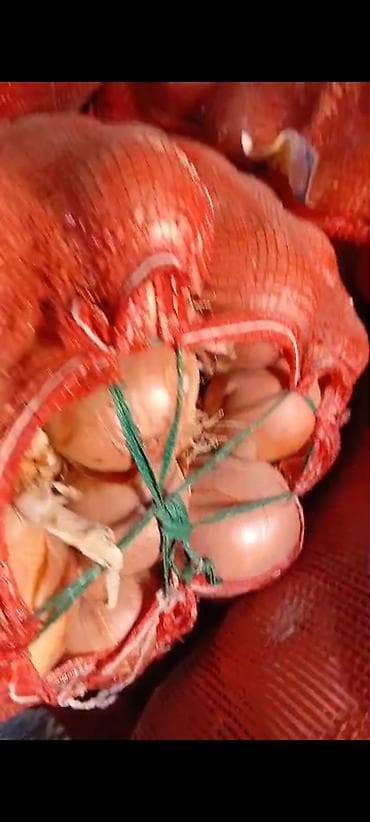 Лук Оптом at lalafo.kg Лук Оптом