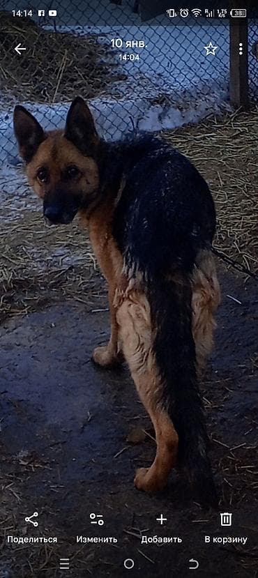 Немецкая овчарка - Порода: немецкая овчарка (классический чепрачный at lalafo.kg Немецкая овчарка - Порода: немецкая овчарка (классический чепрачный