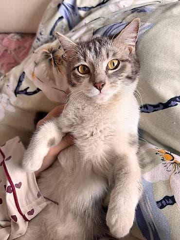 Кошка даром: Экзотическая, 8 месяцев, Девочка at lalafo.kg Кошка даром: Экзотическая, 8 месяцев, Девочка