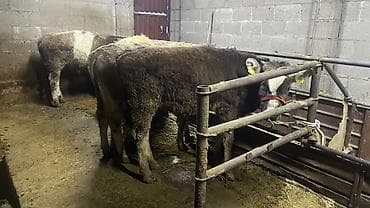 Продаю | Бык (самец) | Полукровка | На откорм | Привязанные at lalafo.kg Продаю | Бык (самец) | Полукровка | На откорм | Привязанные