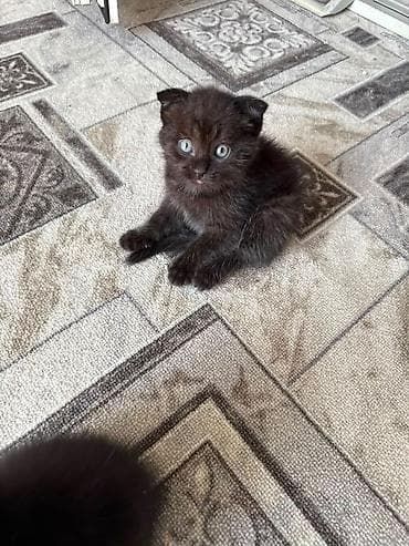 В хорошие руки полупородистые котята, мальчики, 1.5 месяца. К лотку at lalafo.kg В хорошие руки полупородистые котята, мальчики, 1.5 месяца. К лотку