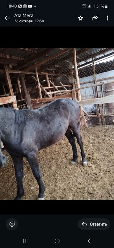 Продаю | Конь (самец) | Рабочий at lalafo.kg Продаю | Конь (самец) | Рабочий