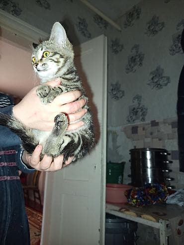 Беспородная, 3 месяца, Девочка, Приучена к лотку at lalafo.kg Беспородная, 3 месяца, Девочка, Приучена к лотку