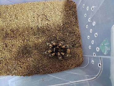 Паукообразное экзотическое животное — наземный террариумный at lalafo.kg Паукообразное экзотическое животное — наземный террариумный