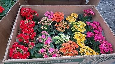 Комнатные и уличные цветы в горшках - Каланхоэ Blossfeldiana at lalafo.kg Комнатные и уличные цветы в горшках - Каланхоэ Blossfeldiana