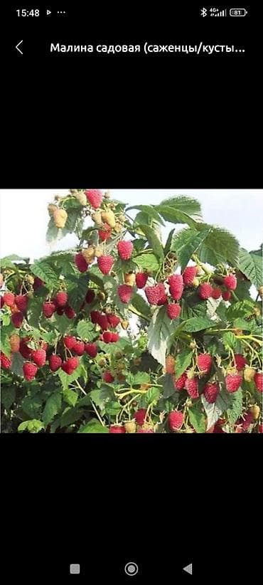 Малина В розницу, Платная доставка at lalafo.kg Малина В розницу, Платная доставка