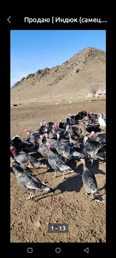 Продаю | Индюк (самец) | Бройлерная | Для разведения at lalafo.kg Продаю | Индюк (самец) | Бройлерная | Для разведения