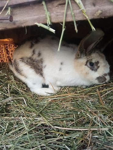 Продаю | Крольчиха (самка) at lalafo.kg Продаю | Крольчиха (самка)