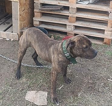 Американский терор пидбуль,среднего размера, тигрового окраса at lalafo.kg Американский терор пидбуль,среднего размера, тигрового окраса