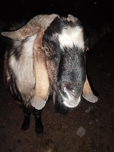 Продаю | Козёл (самец) | Полукровка | Для разведения | Осеменитель at lalafo.kg Продаю | Козёл (самец) | Полукровка | Для разведения | Осеменитель