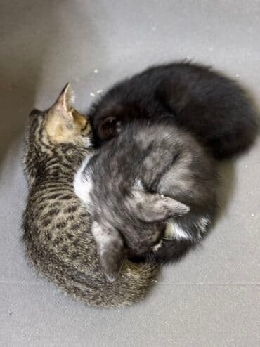 Котята, домашние. На фото — несколько малышей из одного помёта: - at lalafo.kg Котята, домашние. На фото — несколько малышей из одного помёта: -