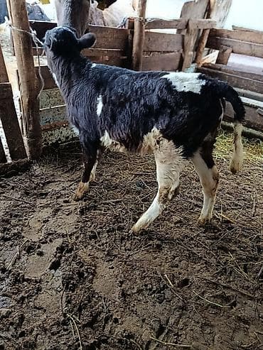 Продаю | Музоо, торпок | На откорм | Искусственник at lalafo.kg Продаю | Музоо, торпок | На откорм | Искусственник