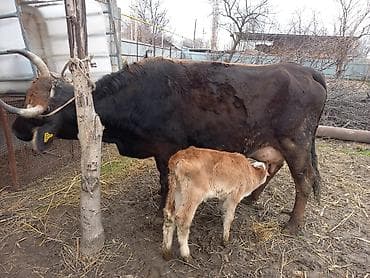 Продаю | Корова (самка) | Для разведения | После отела at lalafo.kg Продаю | Корова (самка) | Для разведения | После отела