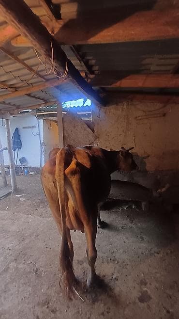 Продаю | Корова (самка) | Полукровка | Для молока at lalafo.kg Продаю | Корова (самка) | Полукровка | Для молока